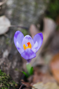 春花生长紫色番红花