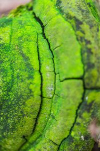 绿色苔藓纹理木材接近表面背景