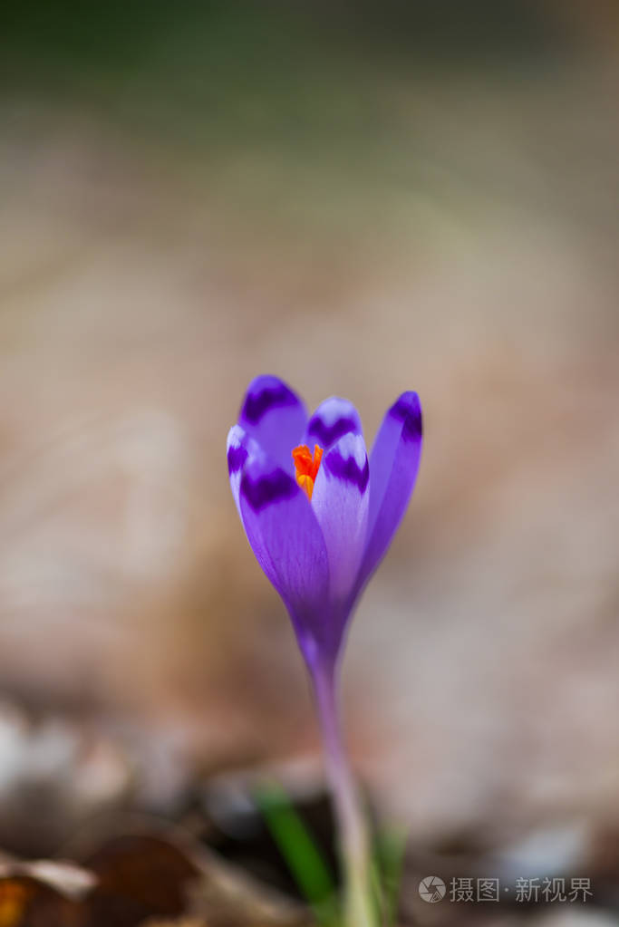 紫色番红花花瓣模糊背景