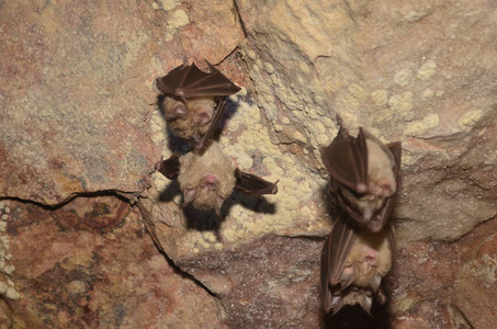 地中海马蹄蝙蝠. 我在亚美尼亚的一个洞穴里给这只蝙蝠拍照.照片