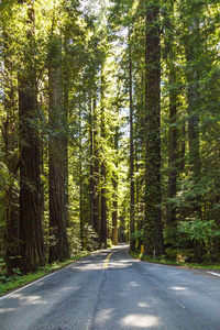 穿过茂密的森林和红杉树的道路