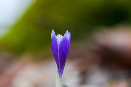 柔嫩的番红花第一春花。