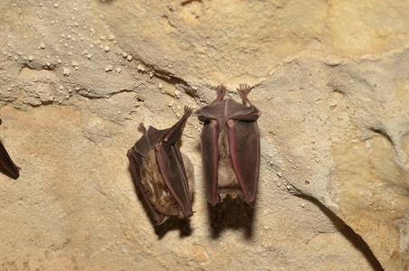 我在亚美尼亚的一个洞穴里给这只蝙蝠拍照.照片