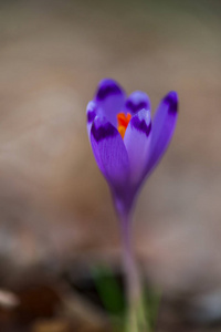紫色番红花花瓣模糊背景