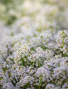 白色小香花地毯