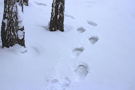 冬天白雪中白桦林中的人类脚印