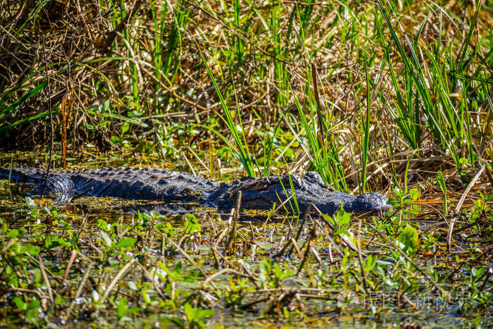 路易斯安那州阿贝维尔的一只大型美洲鳄鱼照片-正版商用图片15sl7n-摄