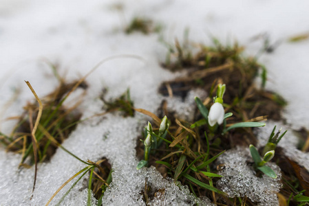 嫩雪滴，洁白的春花..