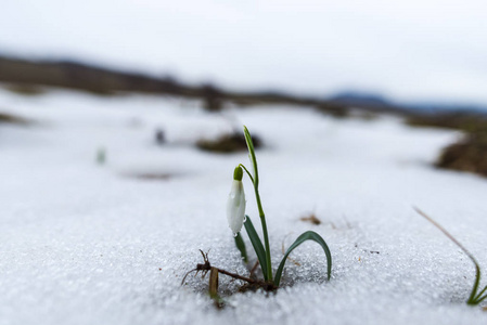 嫩雪滴，洁白的春花..