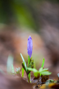 柔嫩的番红花第一春花。