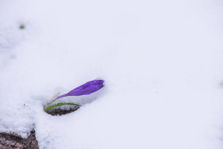 用第一批新鲜植物特写雪林地面。