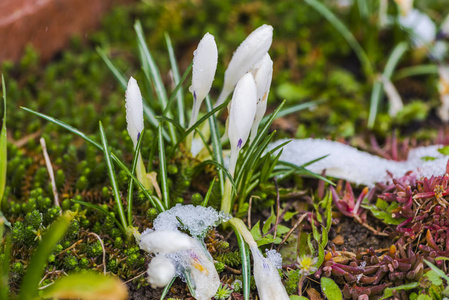 用第一批新鲜植物特写雪林地面。