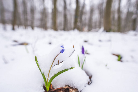 用第一批新鲜植物特写雪林地面。