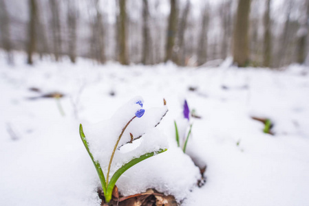 用第一批新鲜植物特写雪林地面。