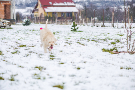 可爱的米色狮子狗在冬天的雪林里散步