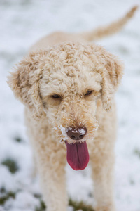 可爱的米色狮子狗在冬天的雪林里散步