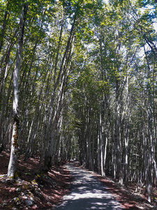 小山毛榉森林国家公园路槽