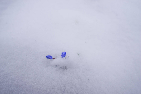 用第一批新鲜植物特写雪林地面。