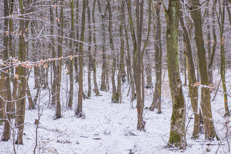 冬天的森林有雪和树