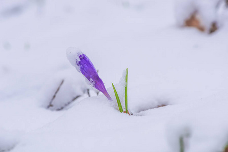 用第一批新鲜植物特写雪林地面。