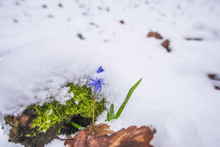 用第一批新鲜植物特写雪林地面。