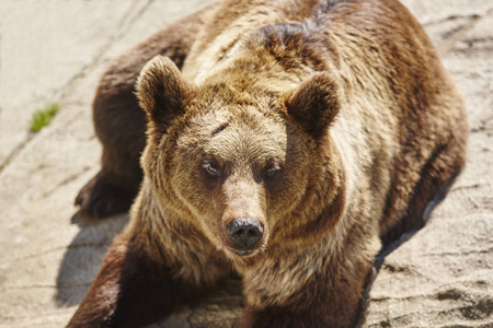 棕色熊坐在岩石上。 野生动物环境。 动物背景