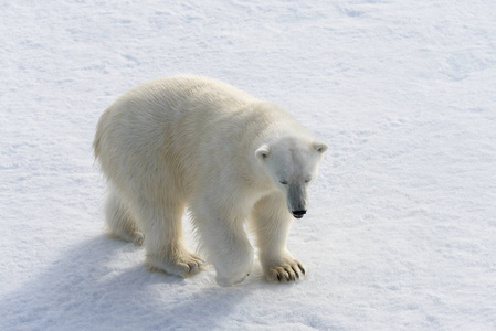 在斯皮茨堡以北冰袋上的北极熊