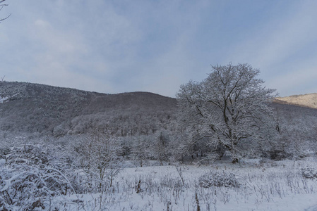 有雪景的雪林树。