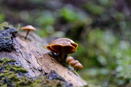 森林里的蘑菇近景
