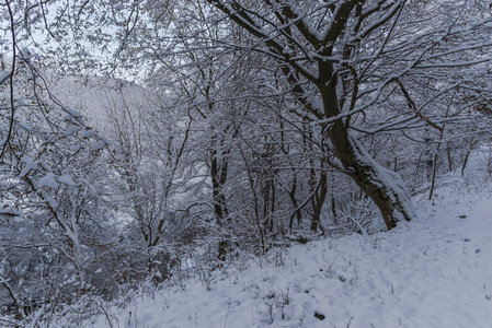 有雪景的雪林树。