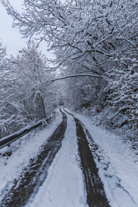 有雪景的雪林树。