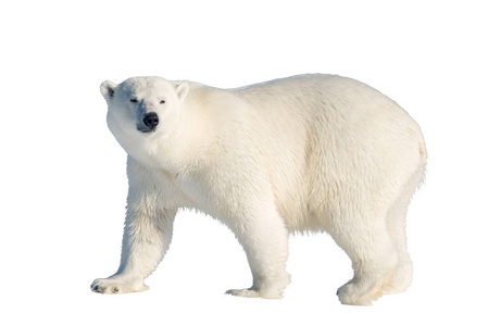 北极熊在斯匹次卑尔根以北的冰袋上