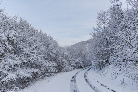 有雪景的雪林树。