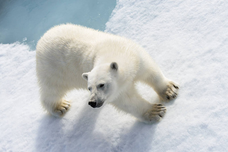 在斯皮茨堡以北冰袋上的北极熊