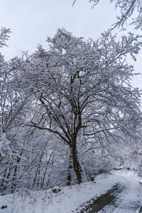 有雪景的雪林树。