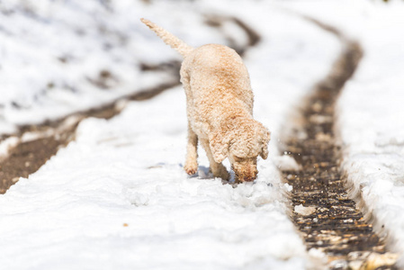 可爱的米色狮子狗在冬天的雪林里散步