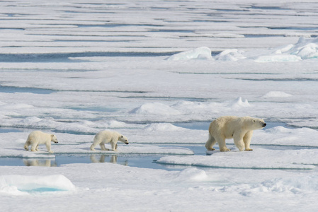 北极熊妈妈乌尔苏斯马里蒂姆斯和双胞胎幼崽在斯瓦尔巴北极挪威北部的冰袋上