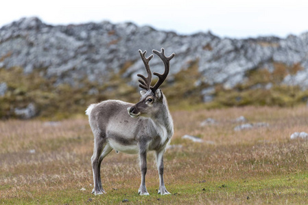 斯瓦尔巴冻土带的野生驯鹿图片