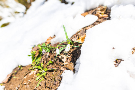 雪林地面的细节视图与第一批新鲜植物。