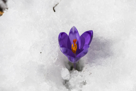 雪嫩番红花第一朵花的特写。