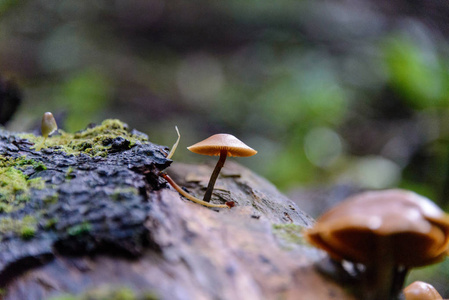 森林里的蘑菇近景