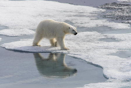 北极熊乌苏斯海洋生物在斯皮茨卑尔根岛斯瓦尔巴德挪威斯堪的纳维亚欧洲北部的冰袋上