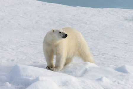 北极熊乌苏斯海洋生物在斯皮茨卑尔根岛斯瓦尔巴德挪威斯堪的纳维亚欧洲北部的冰袋上