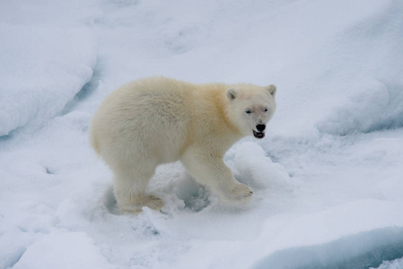 北极熊乌苏斯玛里蒂姆斯在斯瓦尔巴北极挪威北部的冰袋上的幼崽