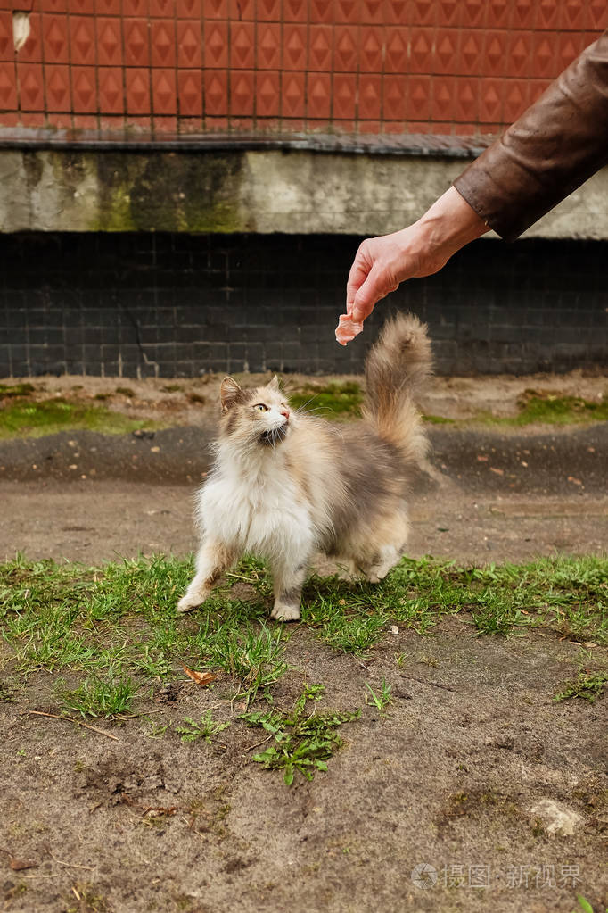 女孩在俄罗斯街头喂一只流浪猫
