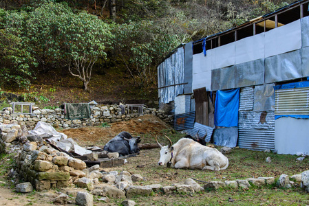 在尼泊尔喜马拉雅山徒步旅行