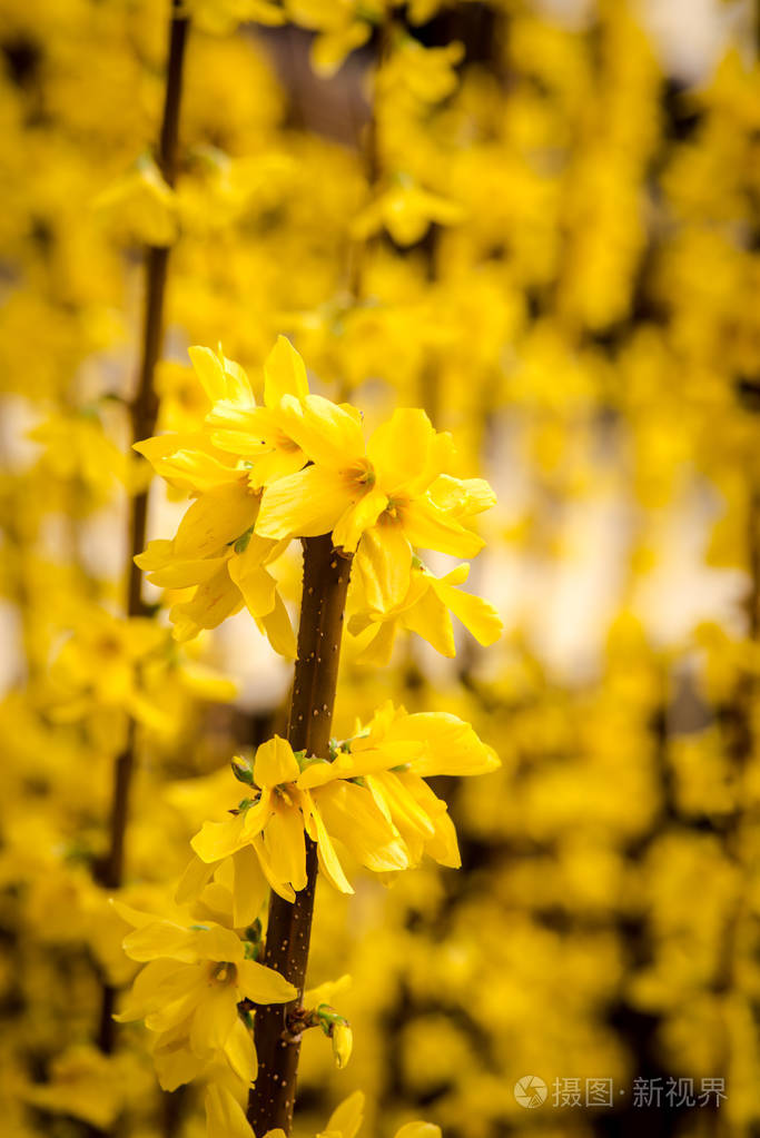 盛开的灌木开着黄花春天