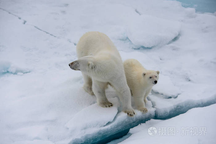 北极熊ursusmaritimus母亲和幼崽在斯瓦尔巴北极挪威北部的冰袋上