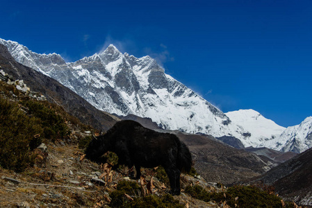 在尼泊尔喜马拉雅山徒步旅行