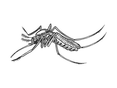 绘图的蚊子图片